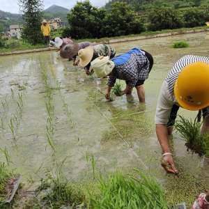 貴州臺江： 農(nóng)田染新綠 靜待稻花香