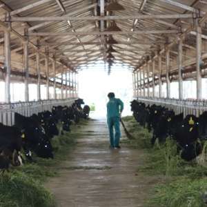 威寧：肉牛養殖添動能 產業興旺促增收